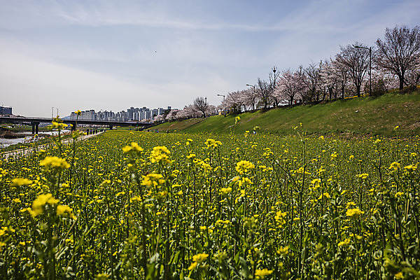 포토 JPG 주간 하늘 한국 풍경 사람없음 야외 봄 유채 경기도 안양천 국내여행 유채밭 국내포토 자연요소 계절 꽃 아시아 여행 밭 안양 파일형식