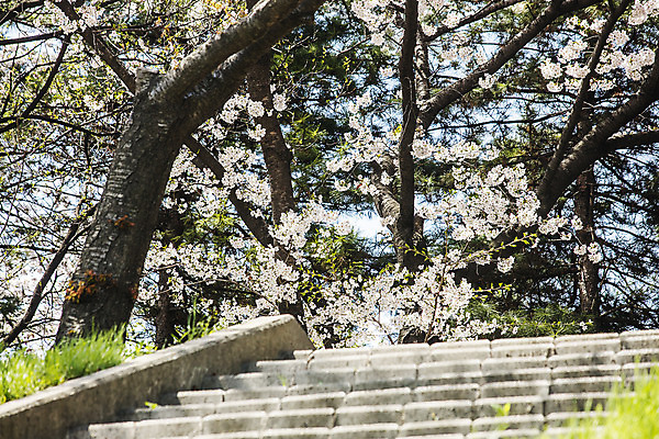 포토 JPG 주간 한국 풍경 사람없음 야외 봄 벚꽃 벚나무 경기도 돌계단 안양천 국내여행 국내포토 자연요소 나무 계절 꽃 아시아 여행 계단 돌_바위 안양 파일형식