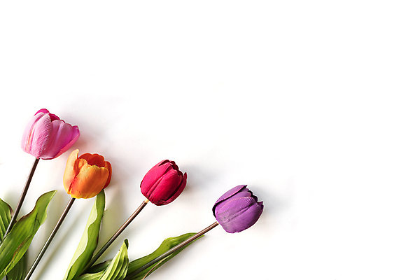 포토 JPG 해외이미지 스튜디오촬영 실내 사람없음 튤립 흰배경 해외포토 꽃 백그라운드 내부 흰색 파일형식