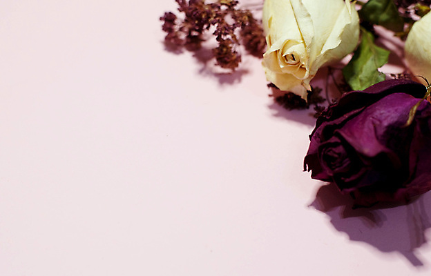 포토 JPG 해외이미지 스튜디오촬영 꽃다발 실내 근접촬영 사람없음 튤립 분홍색배경 해외포토 꽃 뷰포인트 분홍색 백그라운드 내부 파일형식