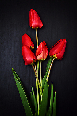 포토 JPG 해외이미지 스튜디오촬영 줄기 꽃다발 검은배경 실내 사람없음 튤립 해외포토 식물 꽃 백그라운드 내부 검은색 파일형식