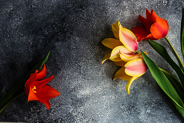 포토 JPG 해외이미지 스튜디오촬영 검은배경 프레임 실내 사람없음 튤립 해외포토 꽃 백그라운드 내부 검은색 파일형식