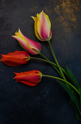 포토 JPG 해외이미지 스튜디오촬영 검은배경 프레임 실내 사람없음 튤립 해외포토 꽃 백그라운드 내부 검은색 파일형식