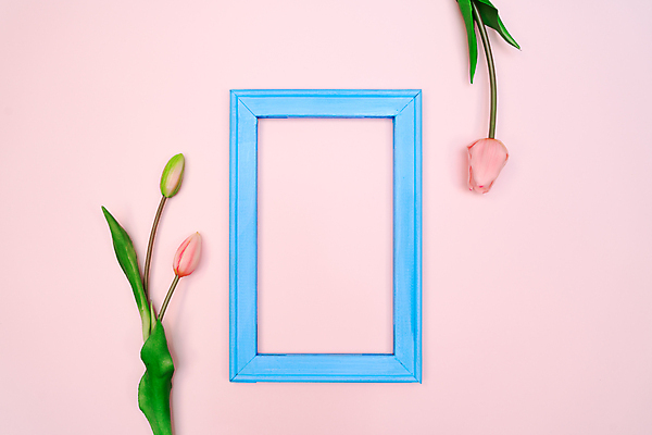 포토 JPG 해외이미지 스튜디오촬영 액자 프레임 실내 사람없음 튤립 분홍색배경 해외포토 꽃 분홍색 백그라운드 내부 파일형식