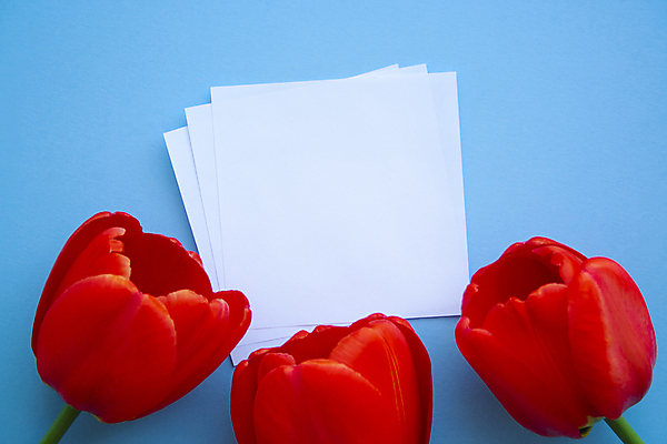 포토 JPG 해외이미지 스튜디오촬영 종이 꽃다발 실내 근접촬영 사람없음 튤립 파란배경 해외포토 꽃 뷰포인트 백그라운드 내부 파란색 파일형식