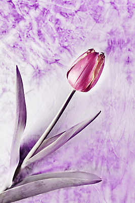 포토 JPG 해외이미지 스튜디오촬영 실내 사람없음 튤립 보라색배경 해외포토 꽃 백그라운드 내부 보라색 파일형식