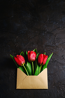 포토 JPG 해외이미지 스튜디오촬영 검은배경 편지봉투 실내 사람없음 튤립 담기 해외포토 꽃 백그라운드 모션 봉투 내부 검은색 편지 파일형식