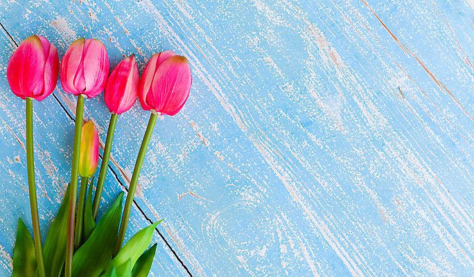 포토 JPG 해외이미지 스튜디오촬영 꽃다발 실내 사람없음 튤립 파란배경 해외포토 꽃 백그라운드 내부 파란색 파일형식