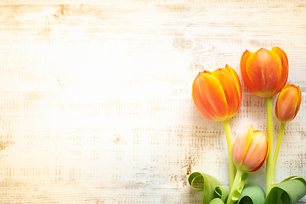 포토 JPG 해외이미지 스튜디오촬영 꽃잎 실내 사람없음 튤립 갈색배경 해외포토 꽃 백그라운드 내부 갈색 파일형식