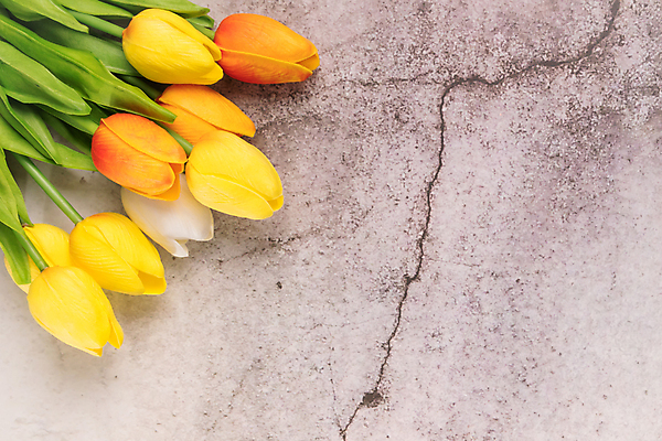 포토 JPG 해외이미지 스튜디오촬영 실내 사람없음 튤립 균열 콘크리트 해외포토 꽃 모션 내부 파일형식