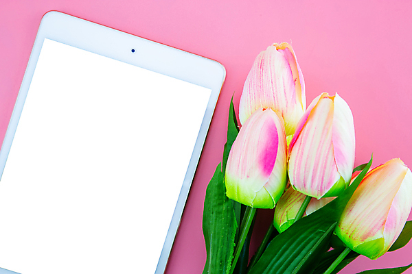 포토 JPG 해외이미지 스튜디오촬영 꽃다발 프레임 실내 사람없음 태블릿 튤립 분홍색배경 해외포토 꽃 분홍색 백그라운드 내부 전자제품 스마트기기 파일형식