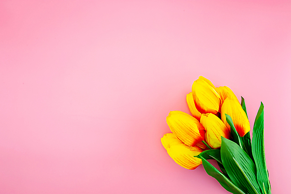 포토 JPG 해외이미지 스튜디오촬영 꽃다발 실내 사람없음 튤립 분홍색배경 해외포토 꽃 분홍색 백그라운드 내부 파일형식