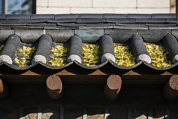 포토 JPG 주간 한옥 서울 기와 풍경 사람없음 야외 가을 은행잎 국내여행 종로 국내포토 자연요소 한국전통 계절 여행 고건축 잎 한국 파일형식