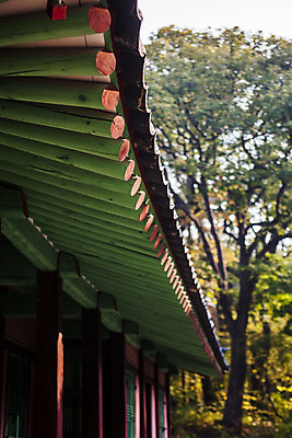 포토 JPG 주간 나무 한옥 서울 풍경 사람없음 야외 기와지붕 국내여행 종로 지붕처마 국내포토 자연요소 식물 한국전통 여행 고건축 지붕 한국 기와 처마 파일형식