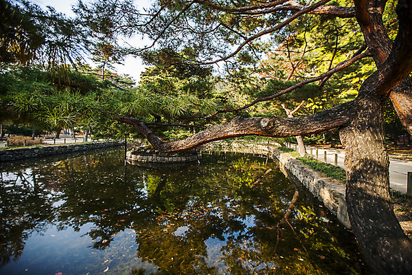 포토 JPG 주간 나무 서울 한국 풍경 사람없음 야외 반사 연못 국내여행 종로 국내포토 자연요소 식물 아시아 여행 파일형식