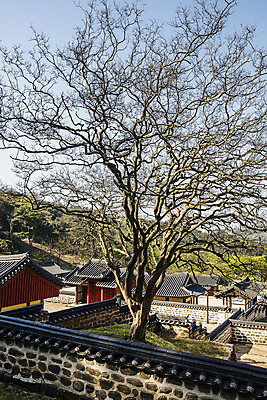 포토 JPG 주간 나무 하늘 한옥 풍경 사람없음 야외 충청남도 국내여행 서원 기와담장 서천 국내포토 자연요소 식물 한국전통 여행 고건축 기와 담장 충청도 파일형식