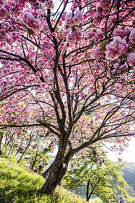 포토 JPG 주간 나무 한국 풍경 사람없음 야외 벚나무 충청남도 국내여행 서천 국내포토 자연요소 식물 아시아 여행 벚꽃 충청도 파일형식