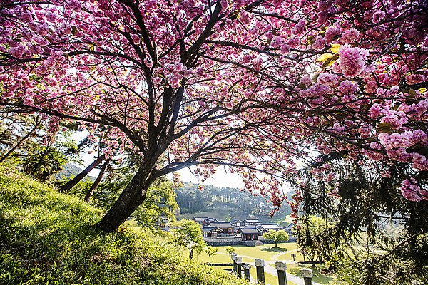 포토 JPG 주간 나무 한국 풍경 사람없음 야외 벚나무 충청남도 언덕 국내여행 서원 서천 국내포토 자연요소 식물 아시아 여행 벚꽃 충청도 파일형식