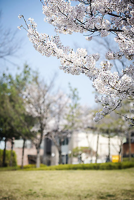 포토 JPG 주간 봄꽃 주택 사람없음 야외 아웃포커스 봄 벚꽃 벚나무 국내포토 자연요소 나무 계절 꽃 촬영기법 건물 파일형식