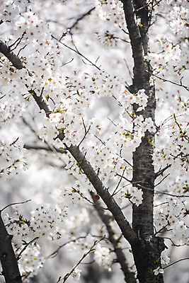 포토 JPG 주간 봄꽃 사람없음 야외 봄 벚꽃 벚나무 국내포토 자연요소 나무 계절 꽃 파일형식