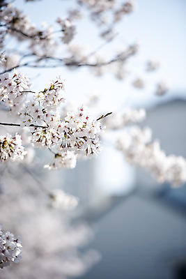 포토 JPG 주간 봄꽃 사람없음 야외 아웃포커스 봄 벚꽃 벚나무 국내포토 자연요소 나무 계절 꽃 촬영기법 파일형식