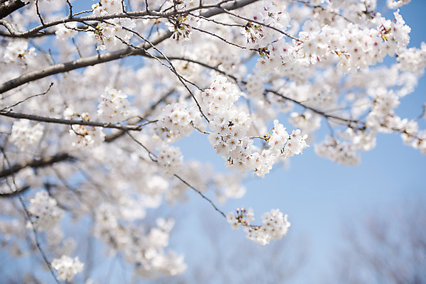 포토 JPG 주간 봄꽃 하늘 사람없음 야외 아웃포커스 봄 벚꽃 벚나무 국내포토 자연요소 나무 계절 꽃 촬영기법 파일형식
