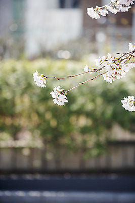 포토 JPG 주간 봄꽃 사람없음 야외 아웃포커스 봄 벚꽃 벚나무 국내포토 자연요소 나무 계절 꽃 촬영기법 파일형식