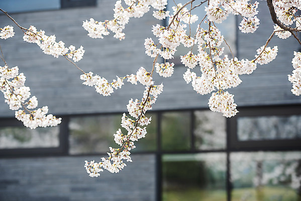 포토 JPG 주간 봄꽃 창문 주택 사람없음 야외 봄 벚꽃 벚나무 국내포토 자연요소 나무 계절 꽃 건물 파일형식