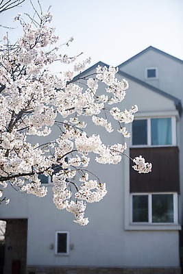 포토 JPG 주간 봄꽃 주택 사람없음 야외 봄 벚꽃 벚나무 국내포토 자연요소 나무 계절 꽃 건물 파일형식