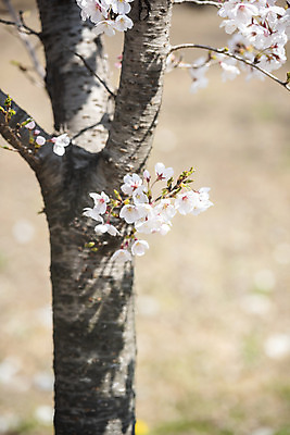 포토 JPG 주간 봄꽃 사람없음 야외 아웃포커스 봄 벚꽃 벚나무 국내포토 자연요소 나무 계절 꽃 촬영기법 파일형식
