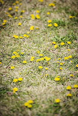 포토 JPG 주간 봄꽃 사람없음 야외 봄풍경 봄 풀 민들레 국내포토 자연요소 식물 계절 꽃 풍경 파일형식