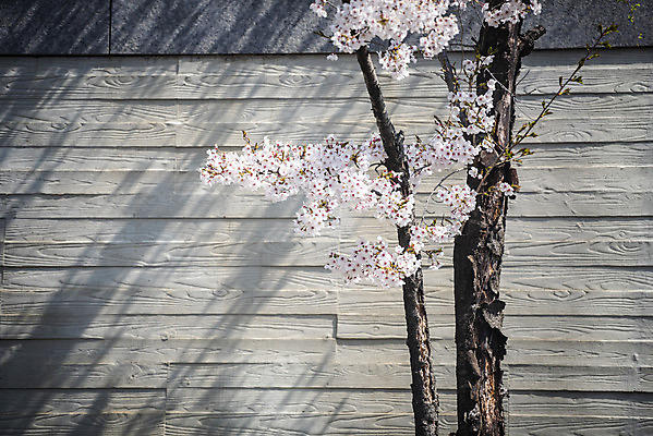 포토 JPG 주간 벽 봄꽃 사람없음 야외 봄 벚꽃 벚나무 국내포토 자연요소 나무 계절 꽃 파일형식