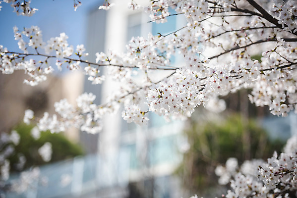 포토 JPG 주간 봄꽃 주택 사람없음 야외 아웃포커스 봄 벚꽃 벚나무 국내포토 자연요소 나무 계절 꽃 촬영기법 건물 파일형식