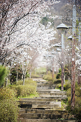 포토 JPG 주간 길 가로등 봄꽃 사람없음 야외 봄 벚꽃 벚나무 국내포토 자연요소 나무 계절 공공시설 꽃 파일형식