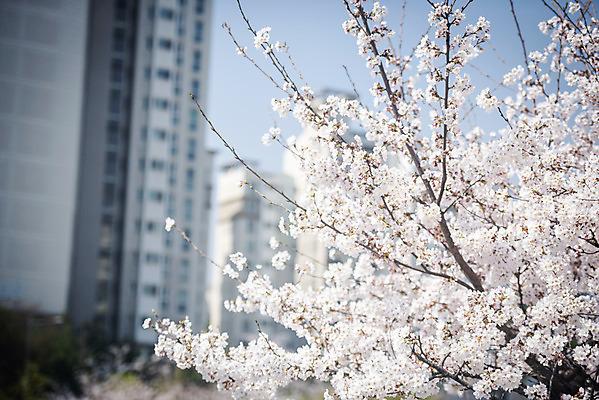 포토 JPG 주간 봄꽃 아파트 사람없음 야외 봄 벚꽃 벚나무 국내포토 자연요소 나무 계절 꽃 주택 파일형식