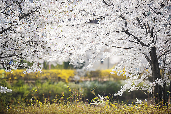 포토 JPG 주간 봄꽃 사람없음 야외 봄 벚꽃 벚나무 국내포토 자연요소 나무 계절 꽃 파일형식