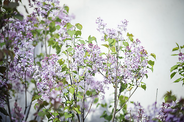 포토 JPG 주간 봄꽃 사람없음 야외 봄 라일락 국내포토 자연요소 계절 꽃 파일형식