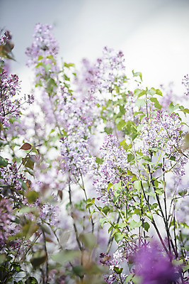 포토 JPG 주간 봄꽃 사람없음 야외 봄 소프트포커스 라일락 국내포토 자연요소 계절 꽃 촬영기법 파일형식