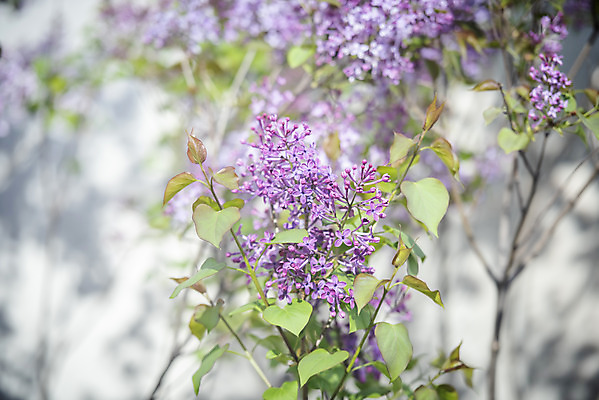 포토 JPG 주간 봄꽃 사람없음 야외 봄 라일락 국내포토 자연요소 계절 꽃 파일형식