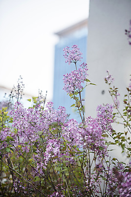 포토 JPG 주간 봄꽃 사람없음 야외 봄 라일락 국내포토 자연요소 계절 꽃 파일형식