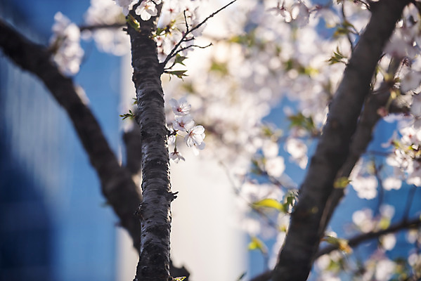 포토 JPG 주간 봄꽃 사람없음 야외 아웃포커스 봄 벚꽃 벚나무 국내포토 자연요소 나무 계절 꽃 촬영기법 파일형식