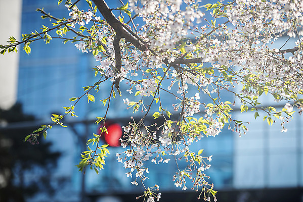 포토 JPG 주간 봄꽃 사람없음 야외 봄 벚꽃 나뭇가지 벚나무 신호등 적신호 국내포토 자연요소 나무 계절 꽃 파일형식