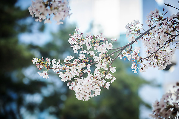 포토 JPG 주간 봄꽃 사람없음 야외 아웃포커스 봄 벚꽃 나뭇가지 벚나무 국내포토 자연요소 나무 계절 꽃 촬영기법 파일형식