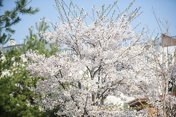 포토 JPG 주간 봄꽃 사람없음 야외 봄 벚꽃 벚나무 국내포토 자연요소 나무 계절 꽃 파일형식