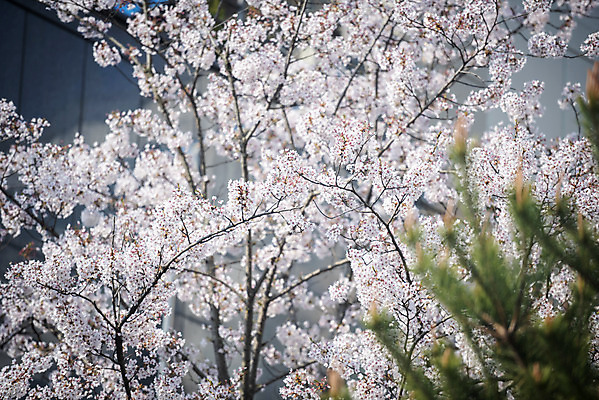 포토 JPG 봄꽃 사람없음 야외 봄 벚꽃 벚나무 국내포토 나무 계절 꽃 파일형식
