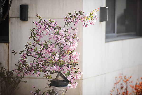 포토 JPG 주간 봄꽃 사람없음 야외 봄 벚꽃 벚나무 국내포토 자연요소 나무 계절 꽃 파일형식