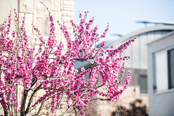 포토 JPG 주간 봄꽃 주택 사람없음 야외 봄 벚꽃 나뭇가지 벚나무 국내포토 자연요소 나무 계절 꽃 건물 파일형식