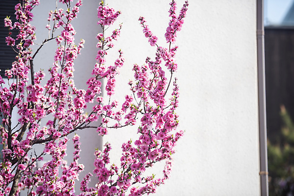 포토 JPG 주간 봄꽃 사람없음 야외 봄 벚꽃 벚나무 국내포토 자연요소 나무 계절 꽃 파일형식