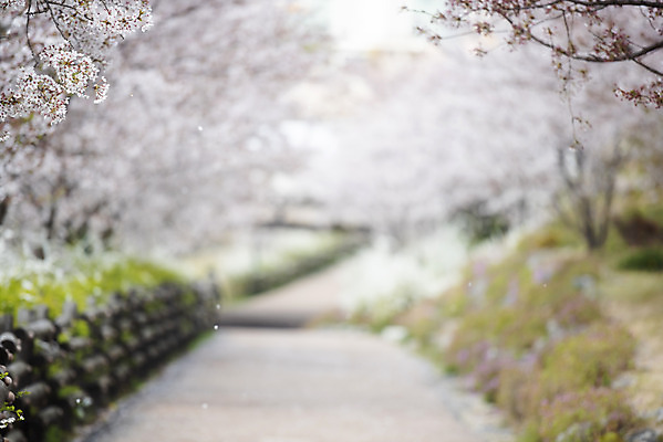 포토 JPG 주간 길 봄꽃 사람없음 야외 봄 벚꽃 벚나무 블러 국내포토 자연요소 나무 계절 꽃 파일형식