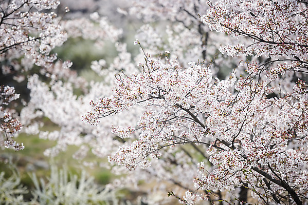포토 JPG 주간 봄꽃 사람없음 야외 봄 벚꽃 나뭇가지 벚나무 국내포토 자연요소 나무 계절 꽃 파일형식